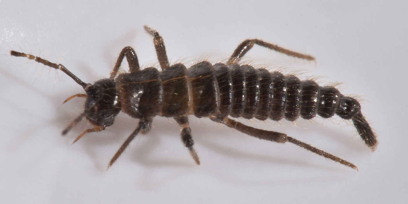 Larve di Palaeostigus sp?